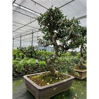 Бонсай Зельква Parvifolia d49 см h85 см