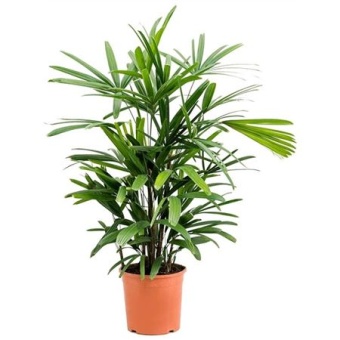 Рапис Excelsa d21 см h100 см