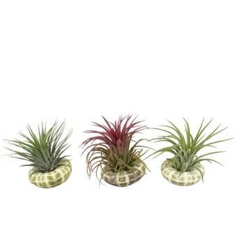 Тилландсия Schelp Standaard Ionantha d8 см h15 см