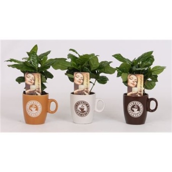 Кофе Арабика в чашке d9 см h30 см