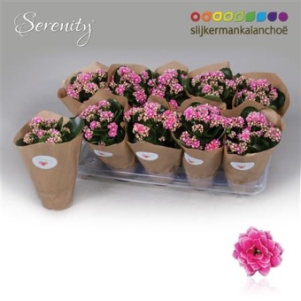 Каланхоэ Calandiva Serenity Purple White d10.5 см h23 см
