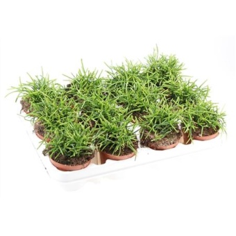 Рипсалис Кассута Oasis d8.5 см h12.5 см
