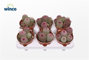Эхиноцереус Rubrispinus d12 см h20 см тип 1