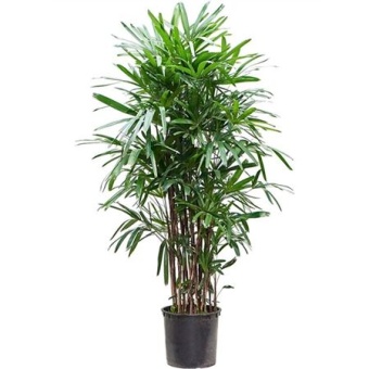 Рапис Excelsa d35 см h190 см