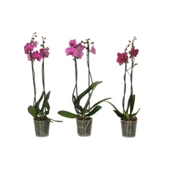 Фаленопсис 2 ствола Purple 14+ (vg) d12 см h55 см