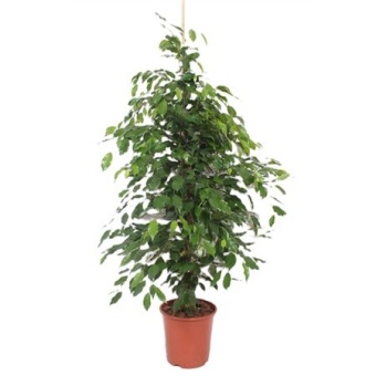 Фикус Бенджамина Экзотика d27 см h150 см
