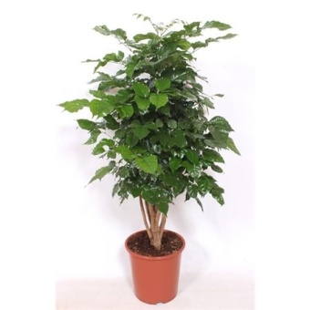 Радермахера Hainanensis d27 см h110 см