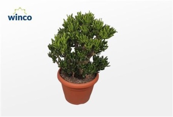 Крассула Хоббит денежное дерево d30 см h65 см