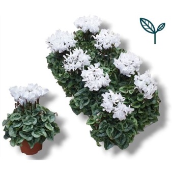 Цикламен Donatello White d10.5 см h17.5 см