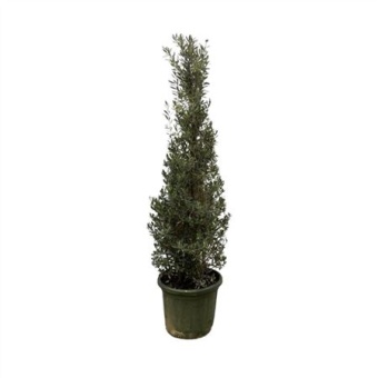 Олива европейская Pyramid d40 см h190 см