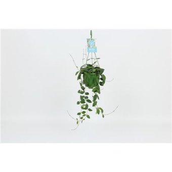 Хойя Burtoniae d14 см h25 см
