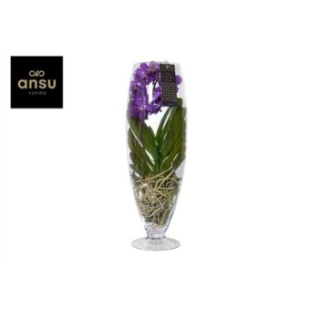 Ванда Champagne Purple d24 см h70 см