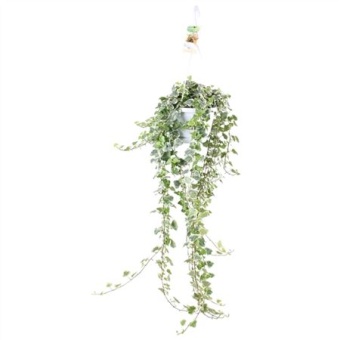 Хедера хеликс White Wonder d17 см h100 см