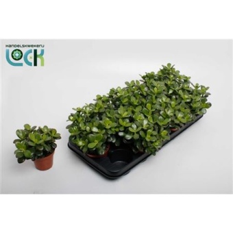Крассула Овата Минор денежное дерево d8.5 см h10 см