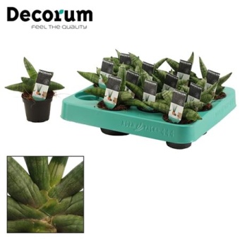 Сансевиерия Boncellensis d6 см h14 см тип 2