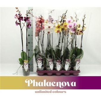Фаленопсис 2 ствола Mix 14+ (phalaenova) d12 см h75 см