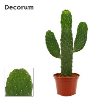 Опунция Consolea Rubescens d14 см h43 см