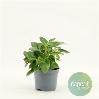 Пеперомия Pixie Green d8.5 см h15 см