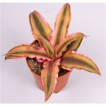 Криптантус Pink Starlight d5.5 см h10 см