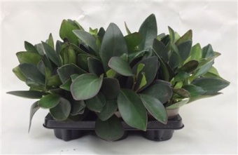 Пеперомия Clusiifolia d12 см h35 см