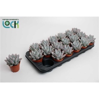 Эхеверия Apus d8.5 см h15 см тип 1