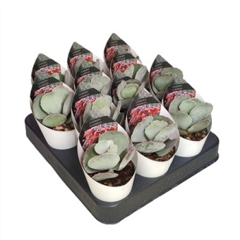 Котиледон суккулент Undulata d6.5 см h8 см