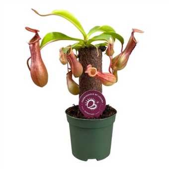 Непентес на стволе d8.5 см h23 см