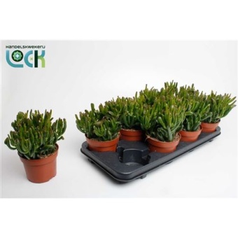 Крассула Horn Tree d12 см h25 см