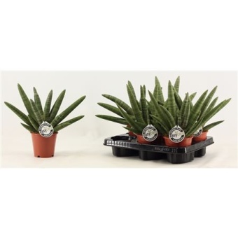Сансевиерия Double Boncellensis d12 см h35 см тип 1