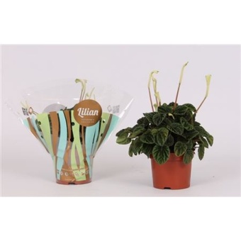 Пеперомия Lilian + Flowers d12 см h25 см