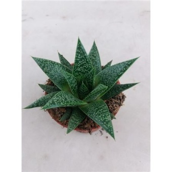 Гастерия Verrucosa d8.5 см h15 см