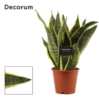 Сансевиерия Суперба (decorum) d12 см h35 см