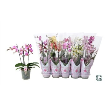 Фаленопсис Multi 3st Mix 30+ (g-style) d12 см h38 см