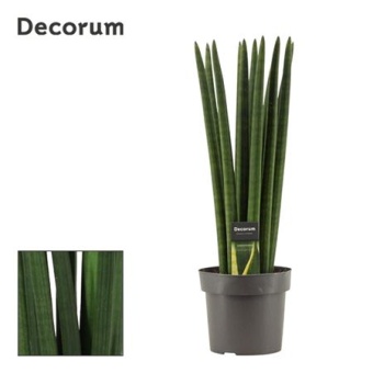 Сансевиерия цилиндрика Стрейт (decorum) d17 см h55 см
